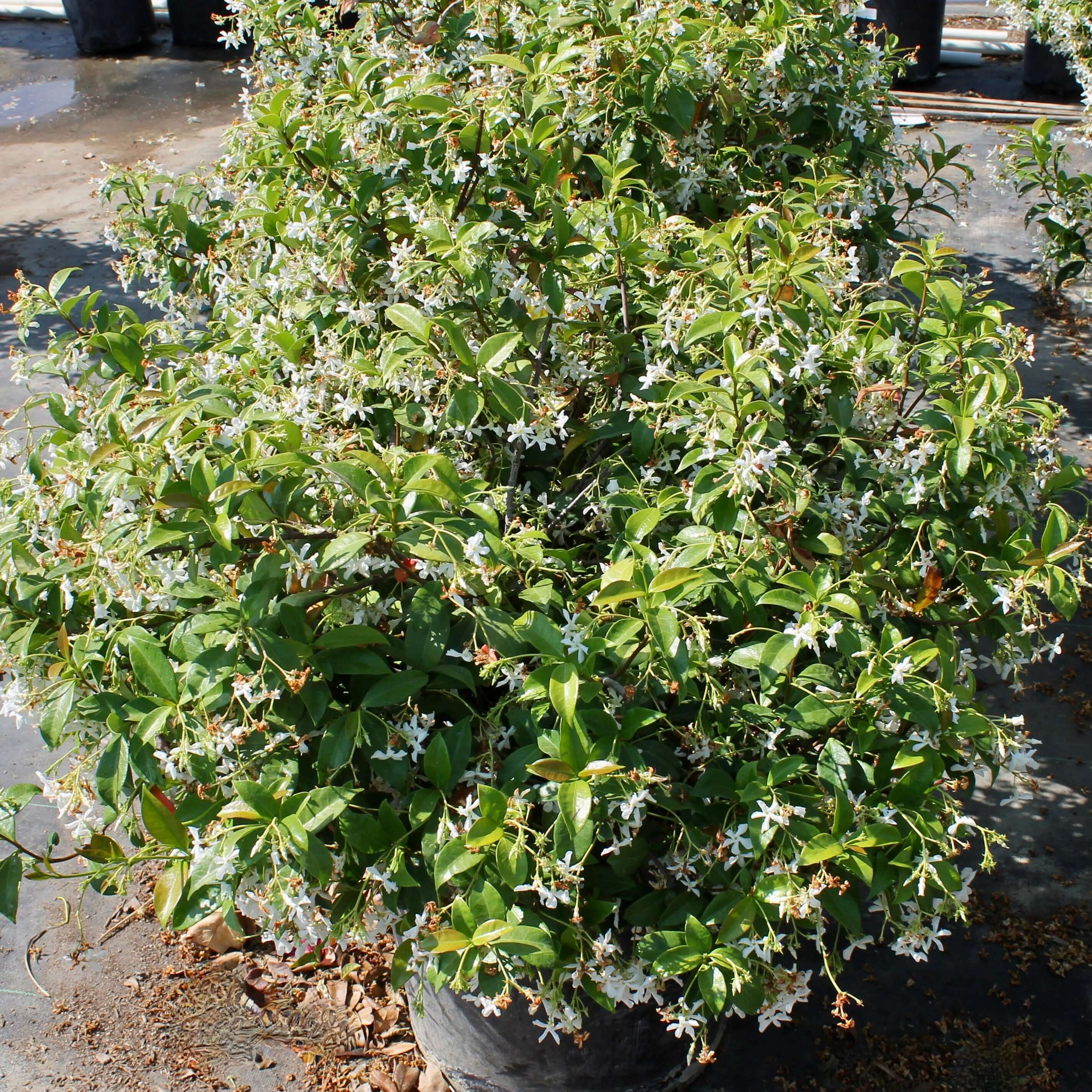 Trachelospermum jasminoides bush (7823954084095)
